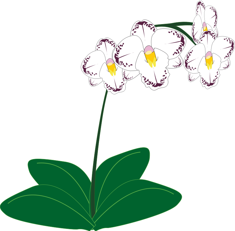 Orchid Flower Clip Art 