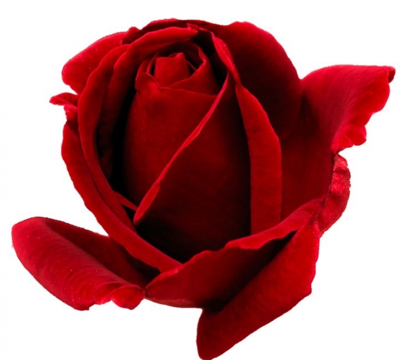 png rosebud graphics and clip art pinterest red roses roses 
