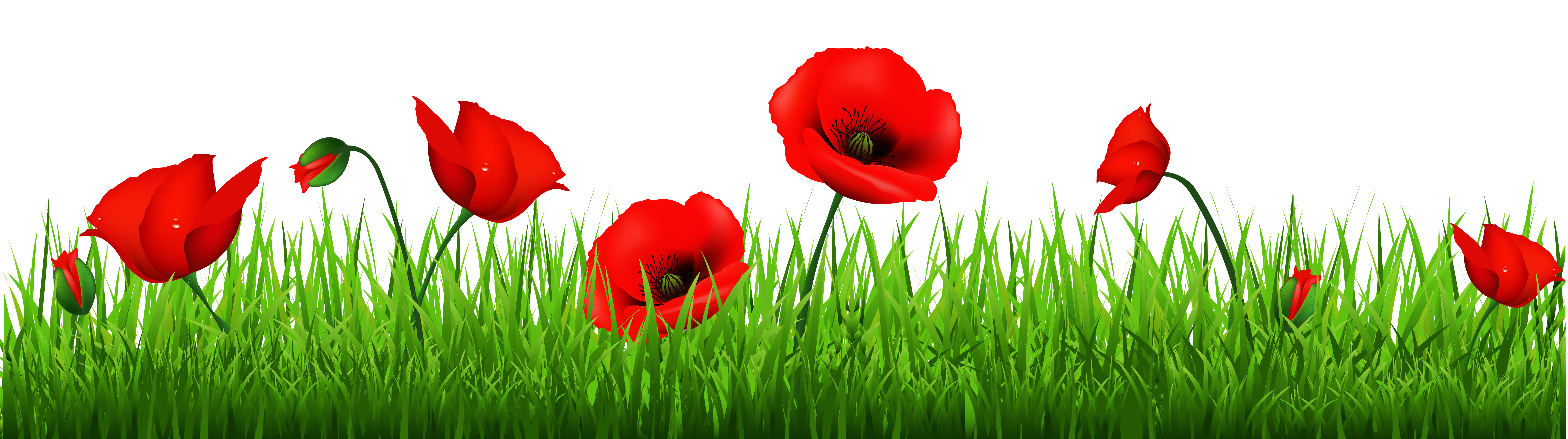 Free Red Poppy Cliparts, Download Free Red Poppy Cliparts png images