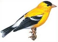 Free Willow Goldfinch Clipart 