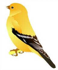 Free Eastern Goldfinch Clipart 