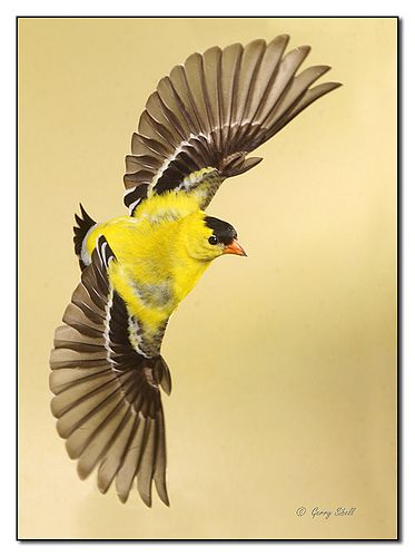 American Goldfinch in Flight 