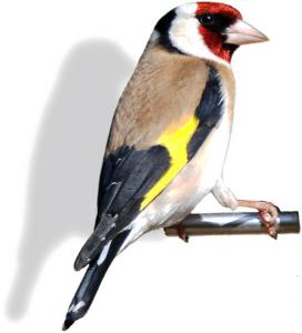 Goldfinch Clip Art Download 