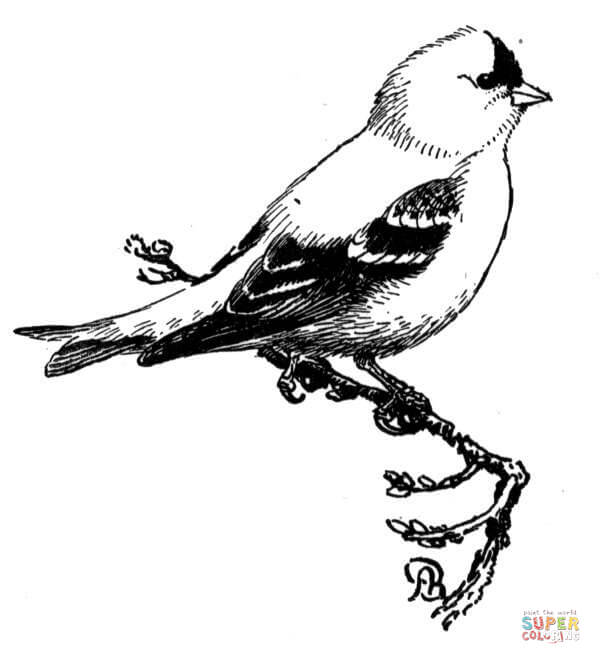 Goldfinch coloring pages 