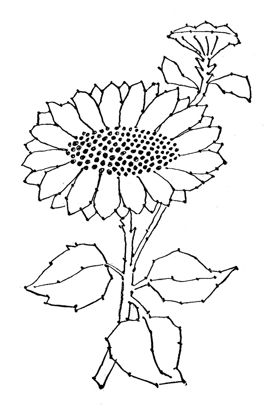 Black  White Clipart Black and White Sunflower Clipart Gallery 