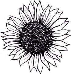 Sunflower Clipart Black And White Free 