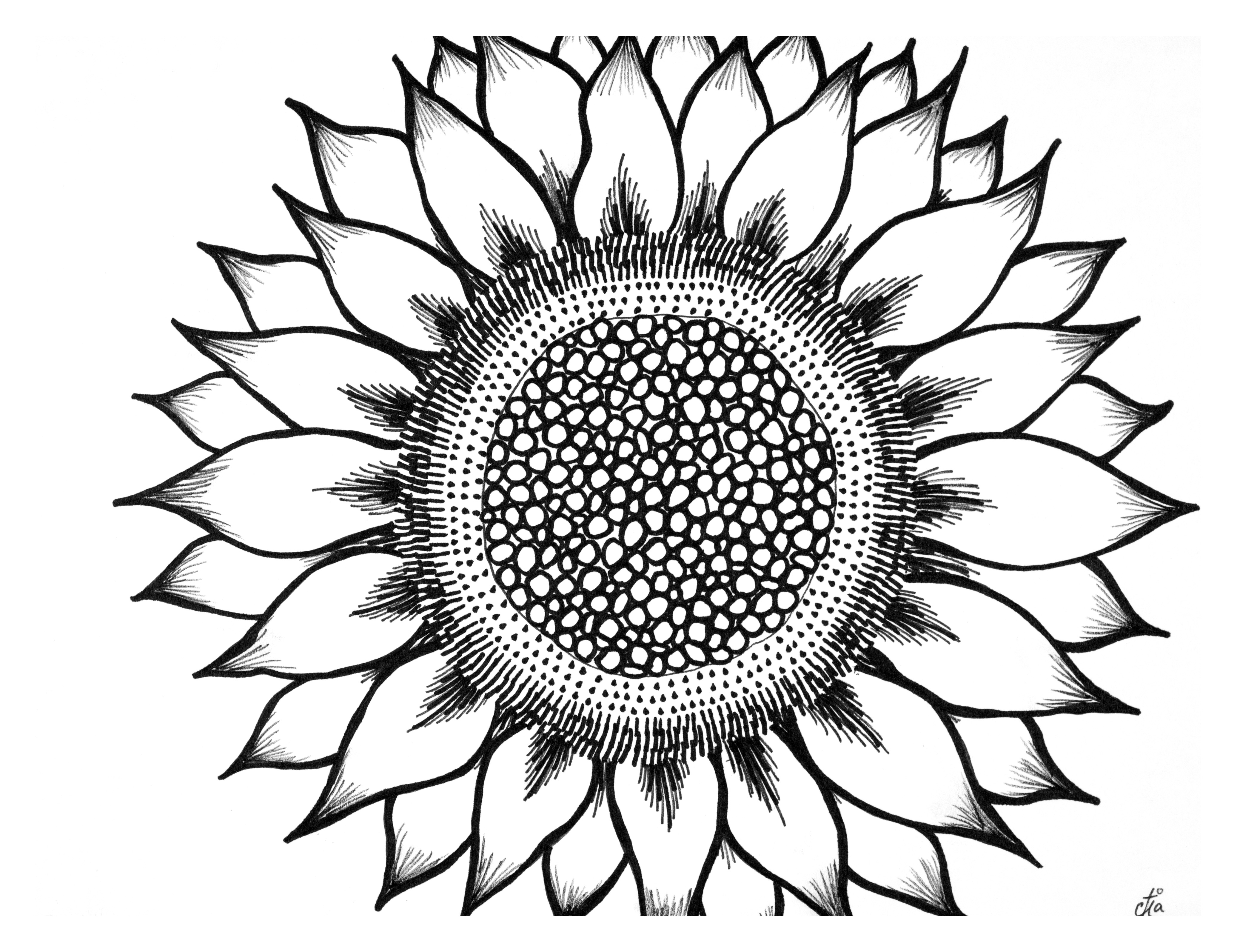 Sunflower Drawing Outline Easy