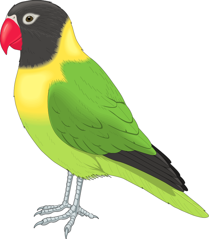 Bird Clipart  Bird Clip Art Image 