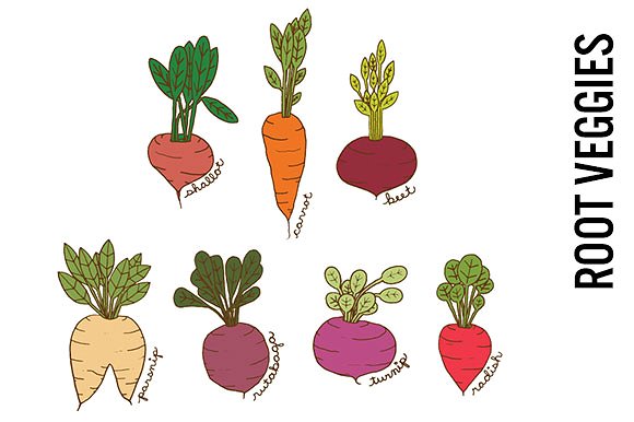 Root Vegetables Doodle Clipart ~ Illustrations on Creative Market 