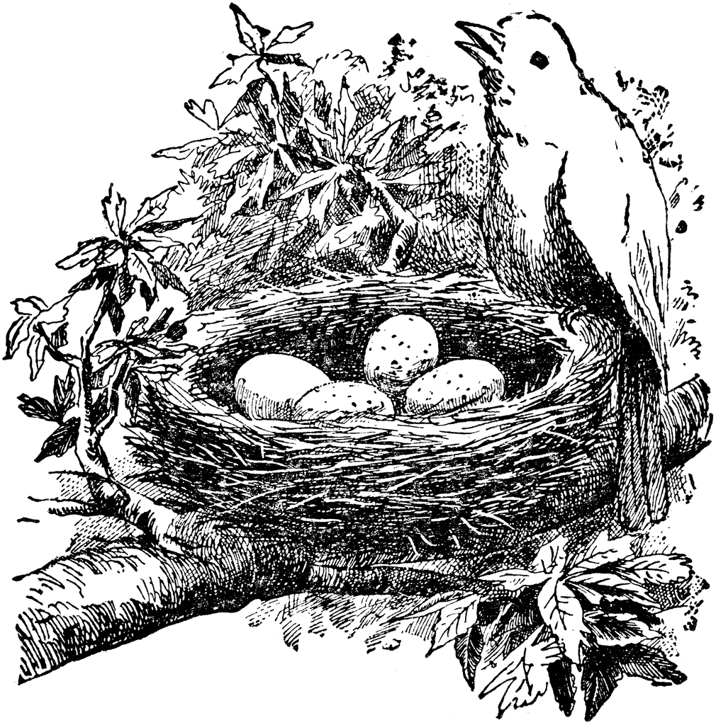 Birds Nest With Eggs Clipart 