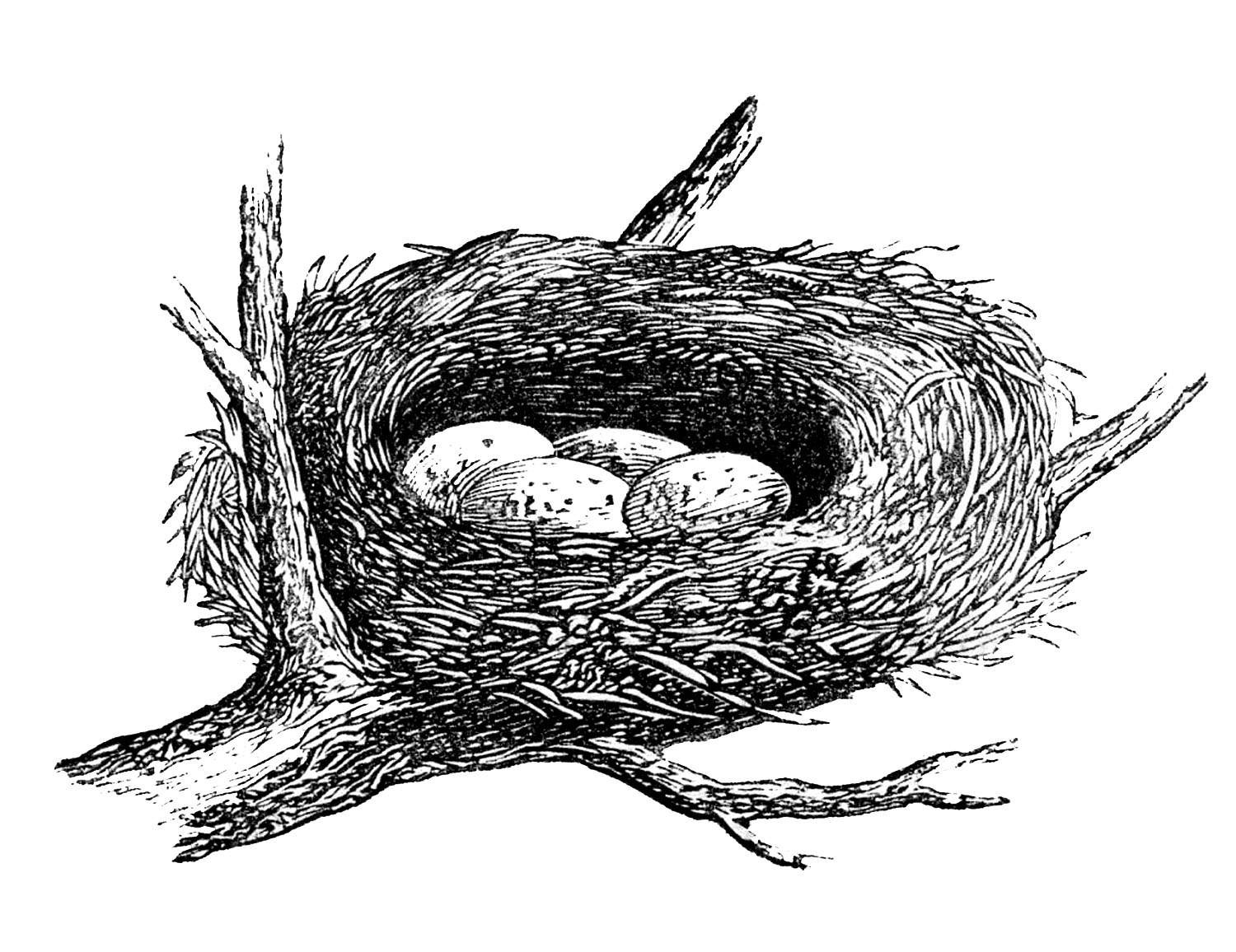 Nest with eggs clipart 