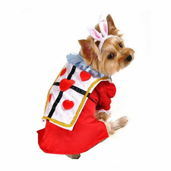 Dog with bunny costume clipart 