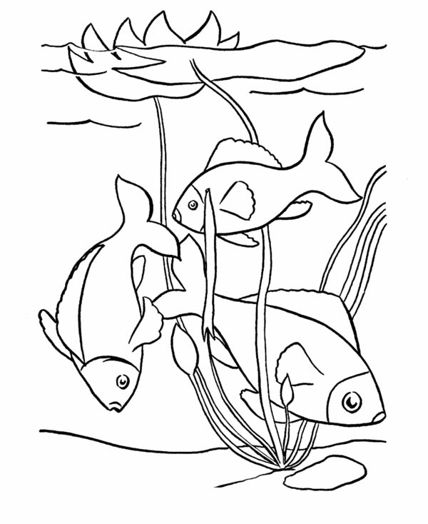 Fish Pond Clipart Black And White 