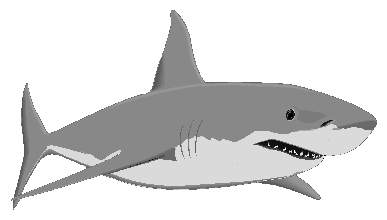 Great white shark clip art 