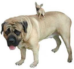 Big And Small Dog Clipart 