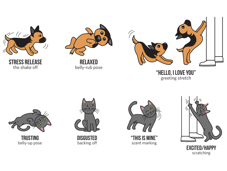 A Guide to Your Pet&Body Language 