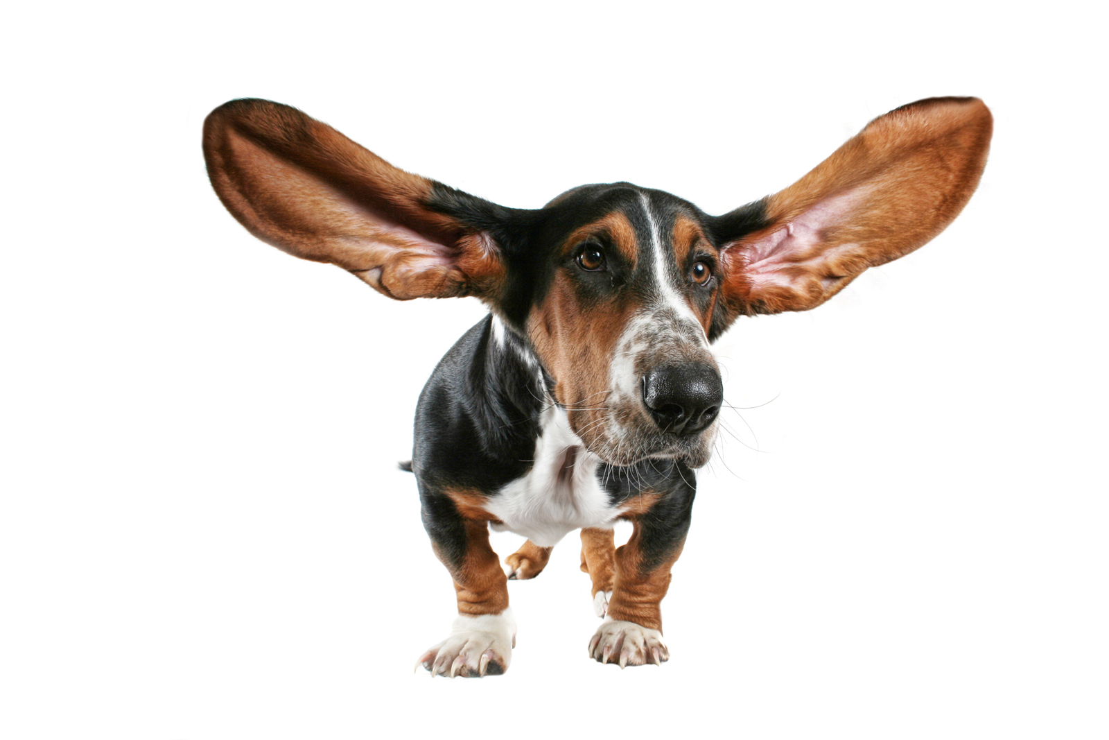 Dog Ears Clipart 