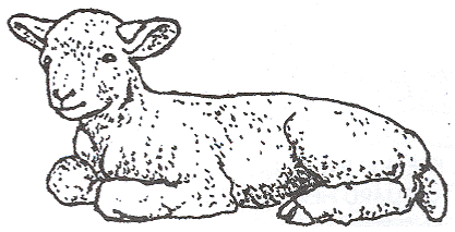 Sheep lying down clipart 