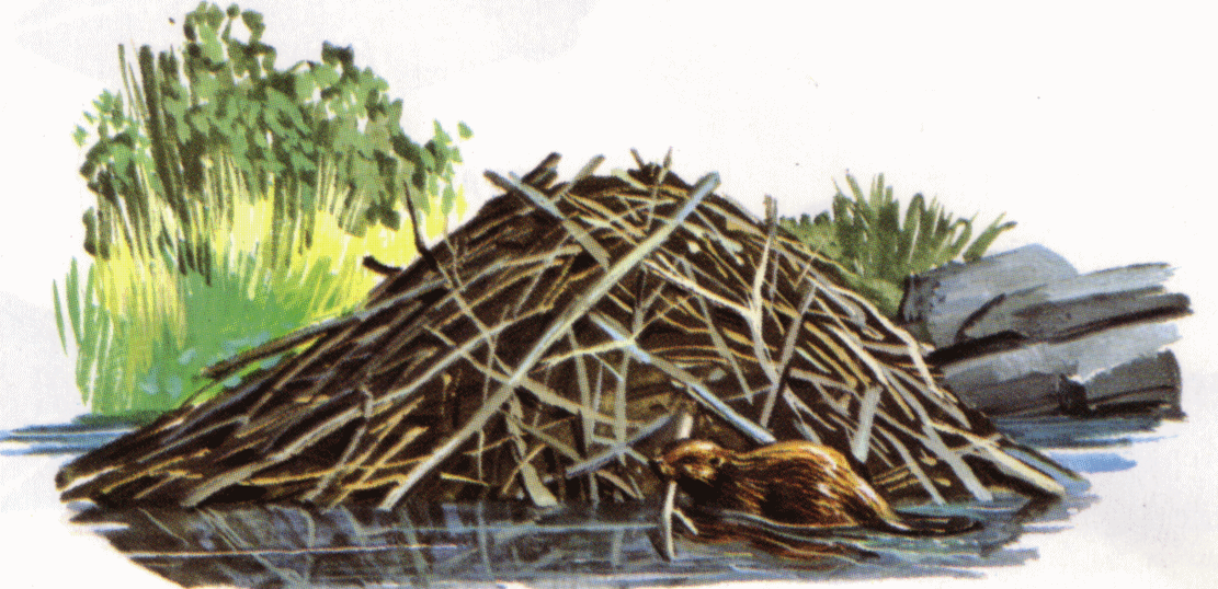 Free Beaver Dam Cliparts, Download Free Beaver Dam Cliparts png images