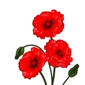 Red Red