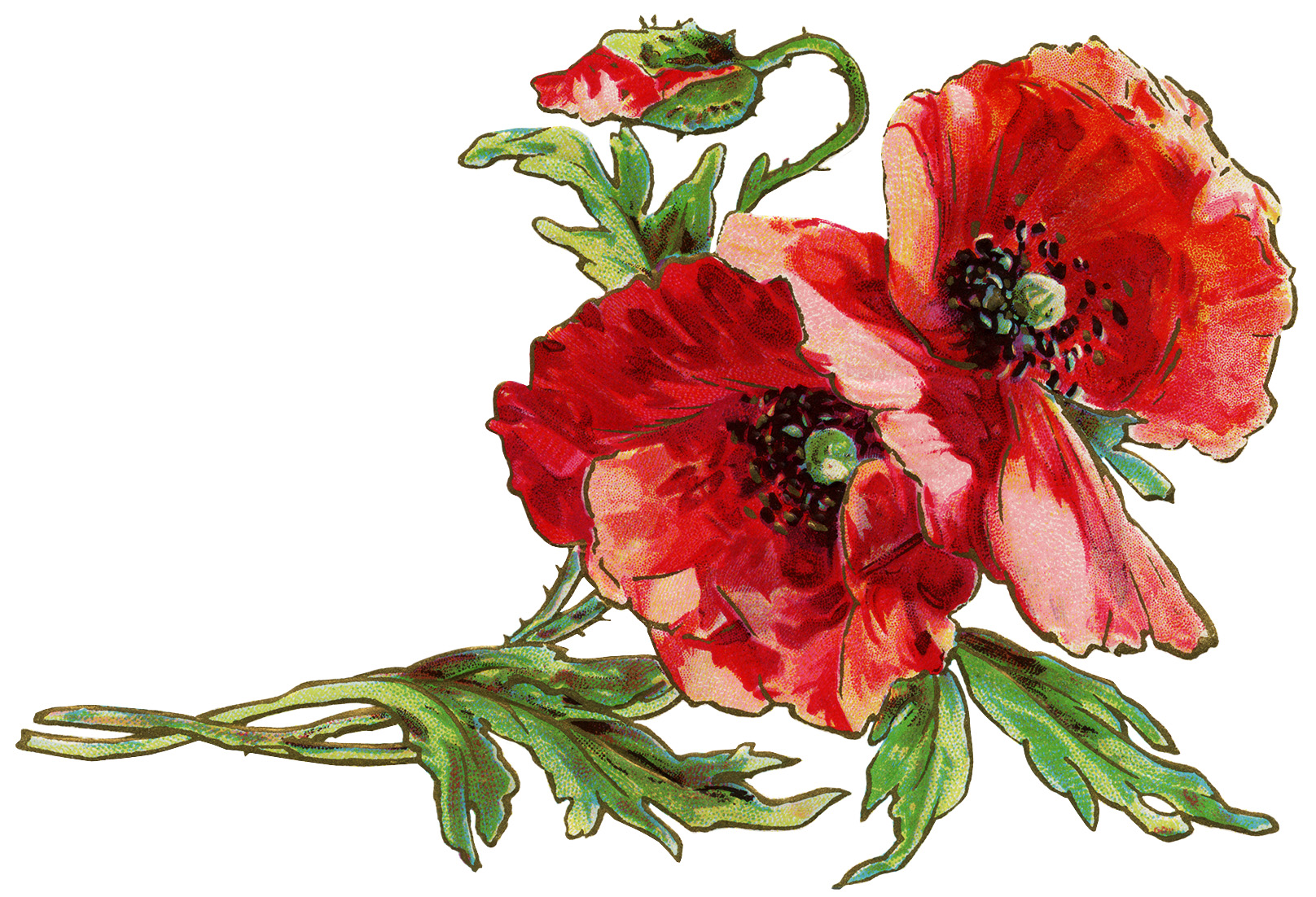 Free Red Poppy Cliparts, Download Free Red Poppy Cliparts png images