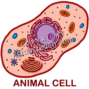 Animal Cell Clipart 