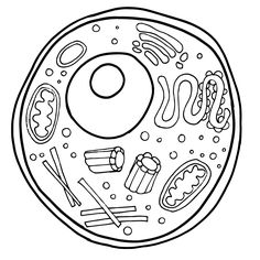 Plan animal cell clipart 