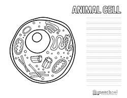 Animal Cell Clipart  Worksheets 