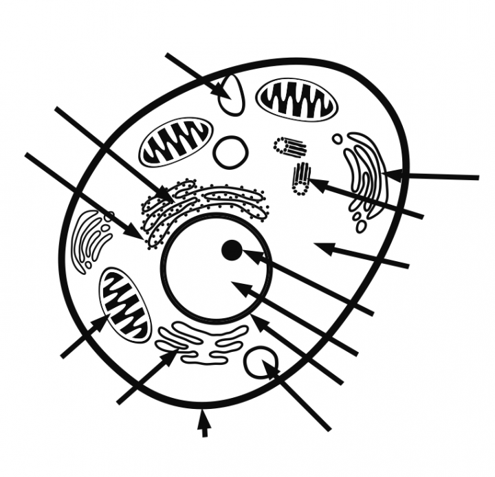 Blank Animal Cell Diagram 