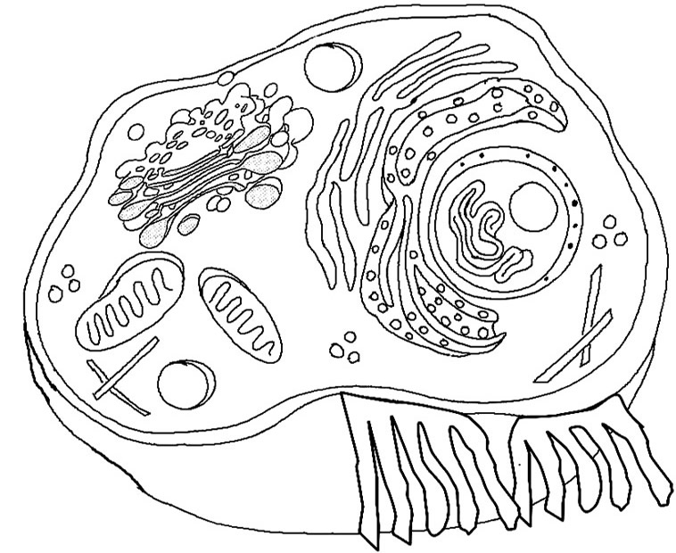 labeled animal cell coloring - Clip Art Library