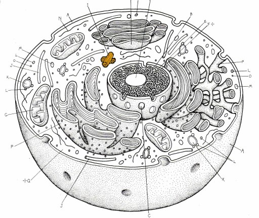 Blank animal cell 