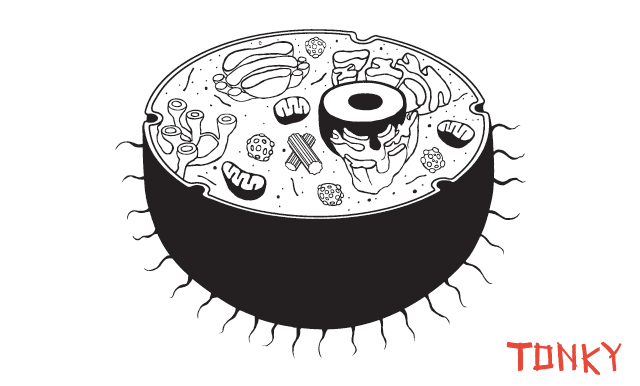 Black And White Plant Cell Diagram / For older kids who can memorize