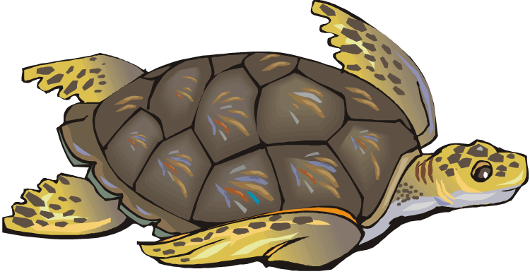 tortoise clipart 
