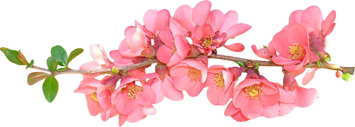 Spring Flower Clipart Png 