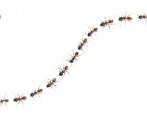 Free Marching Ants Cliparts, Download Free Marching Ants Cliparts png