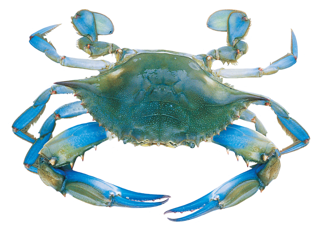 Free Female Crab Cliparts, Download Free Female Crab Cliparts png