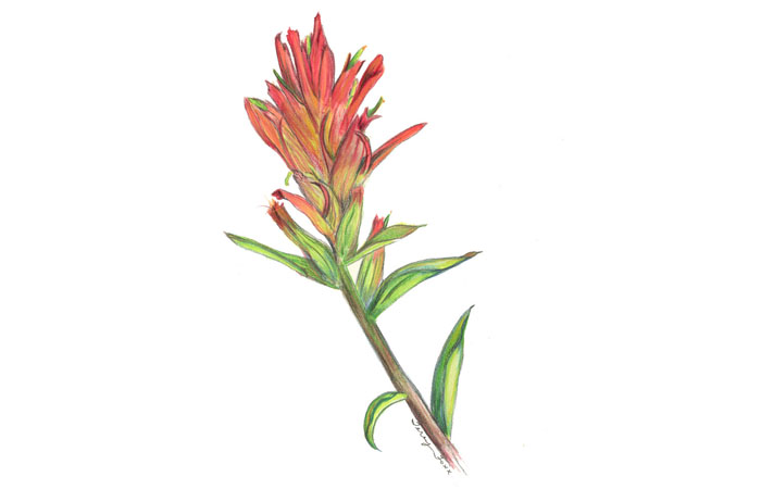 Free Indian Paintbrush Cliparts Download Free Indian Paintbrush Cliparts Png Images Free Cliparts On Clipart Library