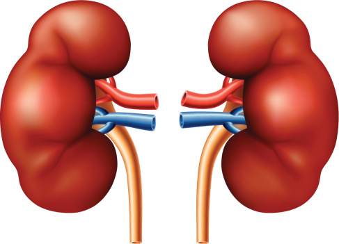 Free Right Kidney Cliparts, Download Free Right Kidney Cliparts png