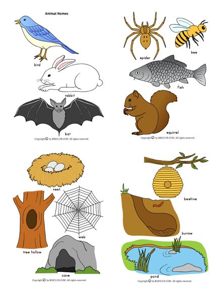 forest animals and their homes - Clip Art Library