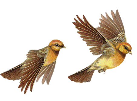 Animation Bundle: Bird Animations Birds Gifs and Birds Clipart All 