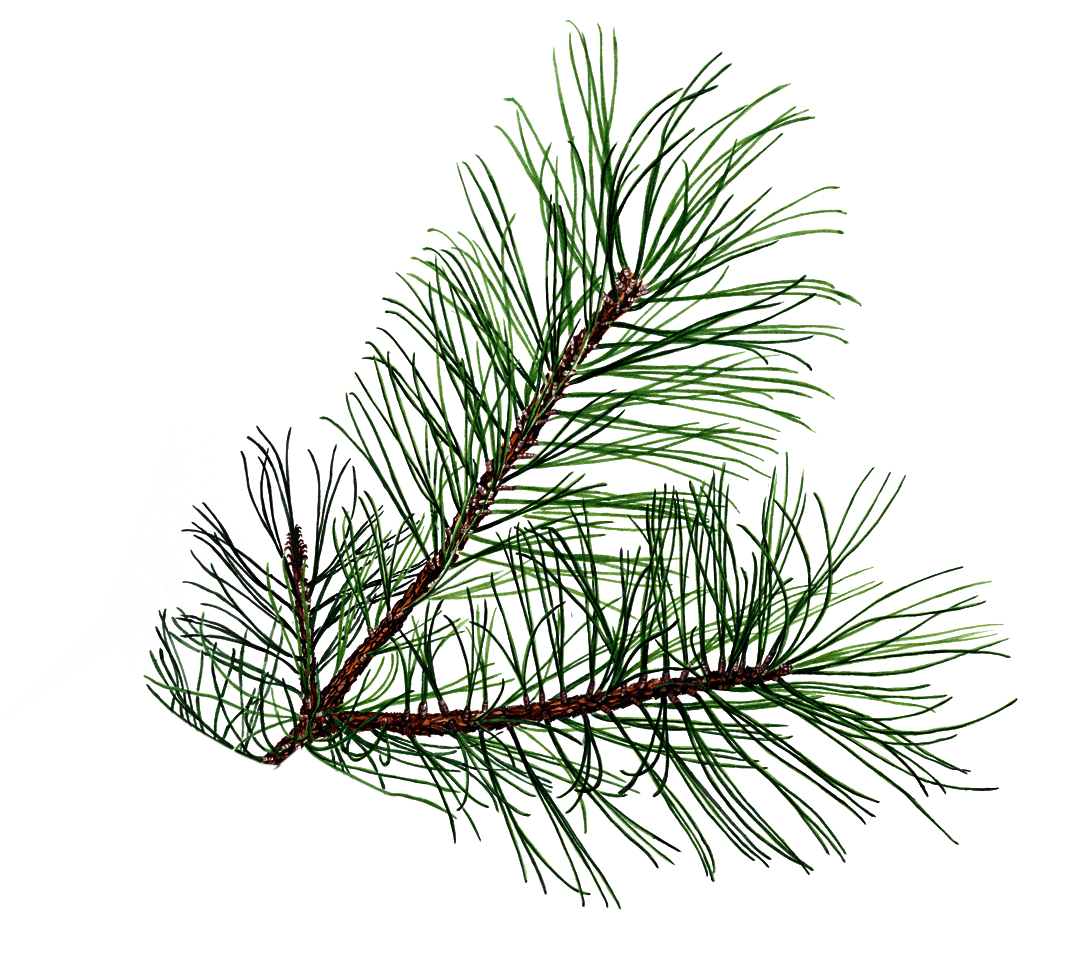 Evergeen branches clipart png transparent background 