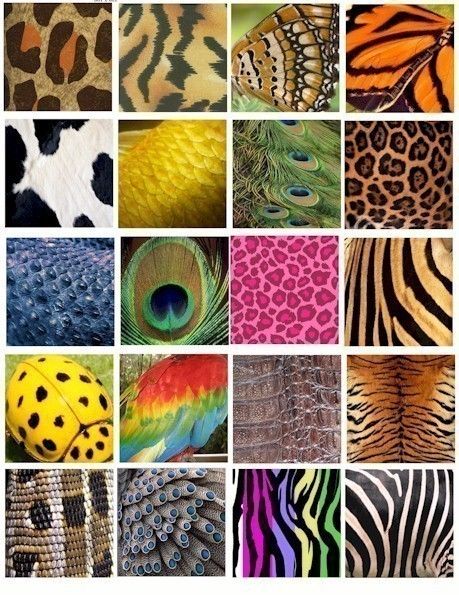 different animal skins - Clip Art Library