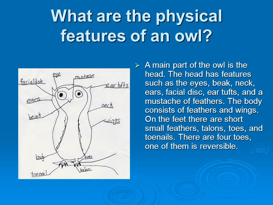 Owl body parts clipart 