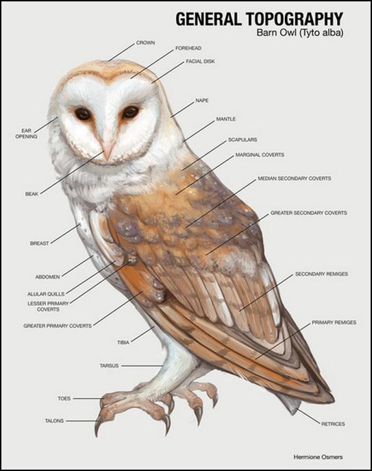 Free Owl Cliparts Body, Download Free Owl Cliparts Body png images