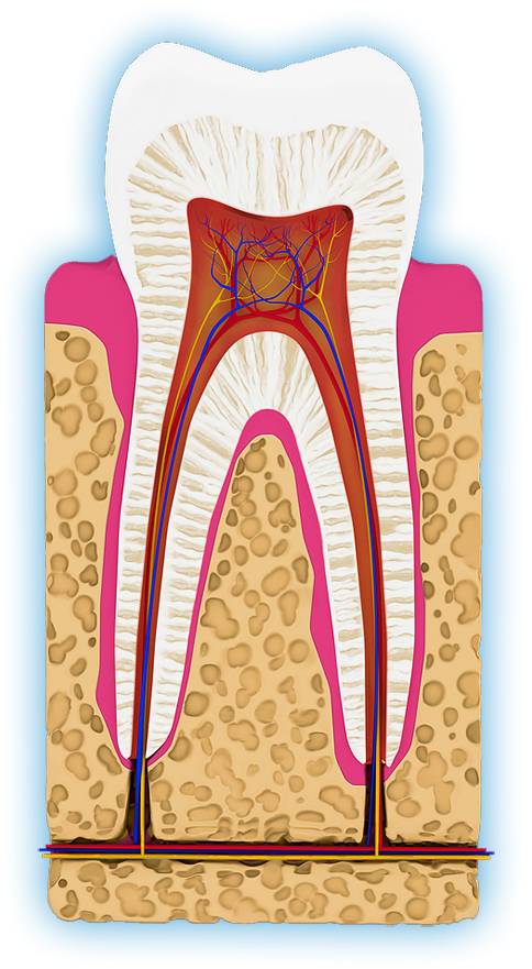 Free Root Canal Cliparts, Download Free Root Canal Cliparts png images