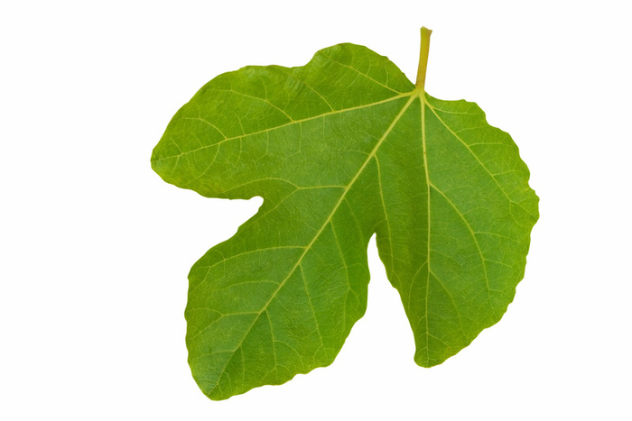 fig leaf clipart