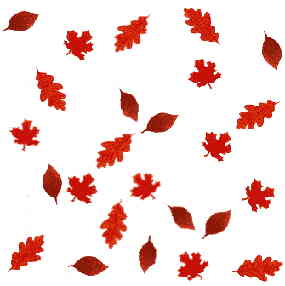 autumn leaves pictures 