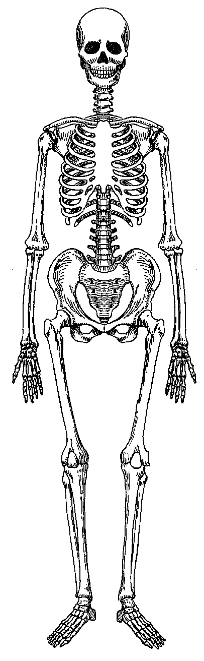 Clipart Of The Skeletal System