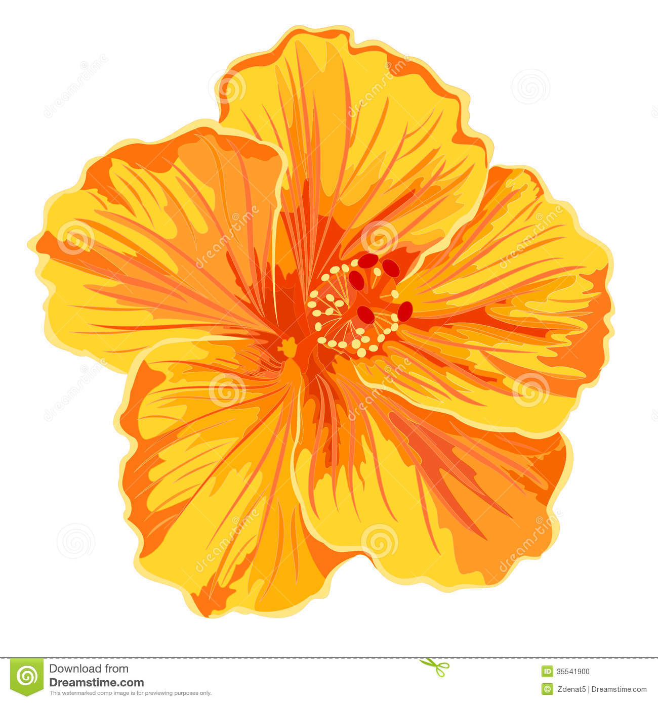 Orange hibiscus clipart 