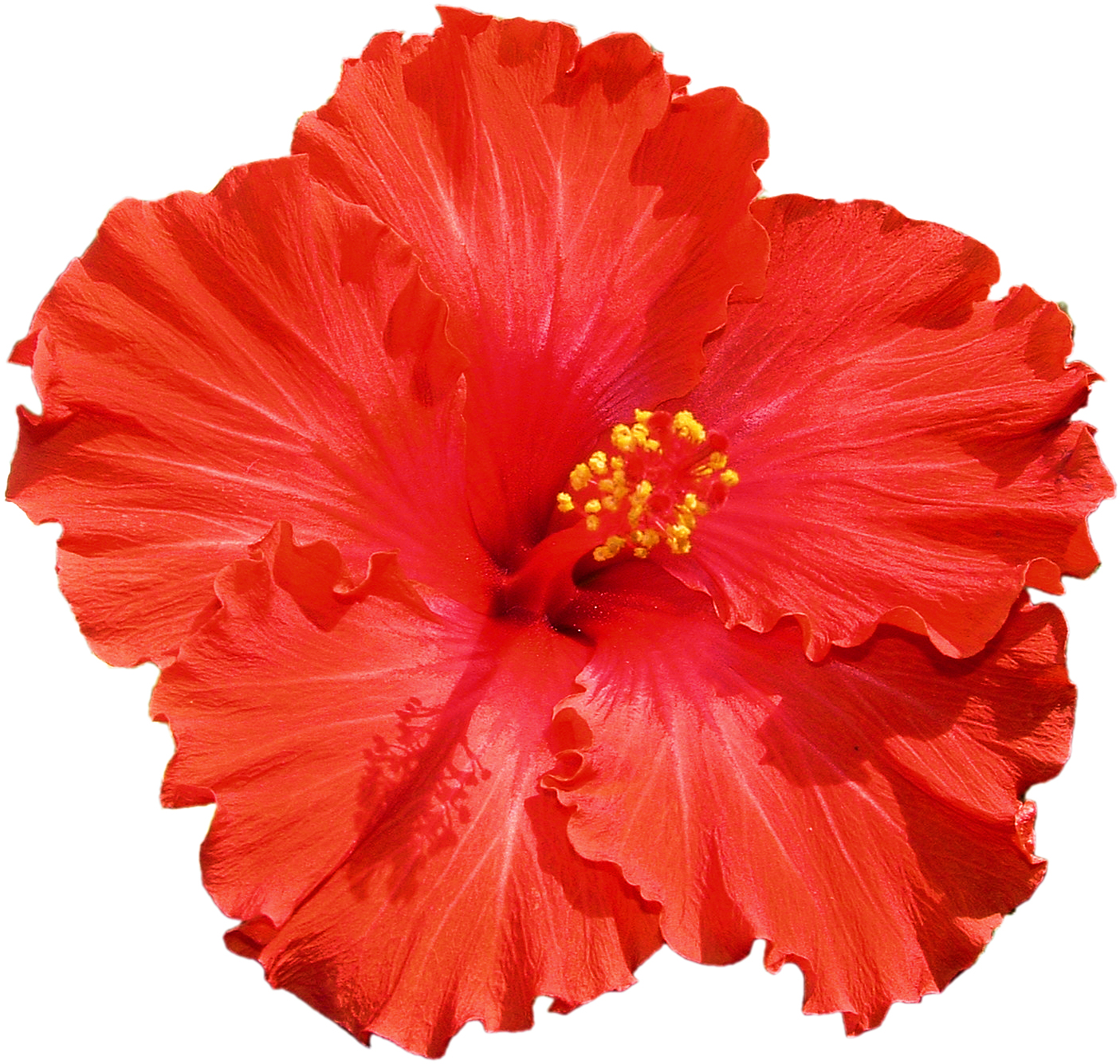 Hibiscus Flower Clipart 